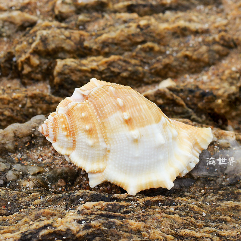 天然海参扁刺螺寄居蟹虾窝贝壳小海螺婚庆地台鱼缸造景地中海家居