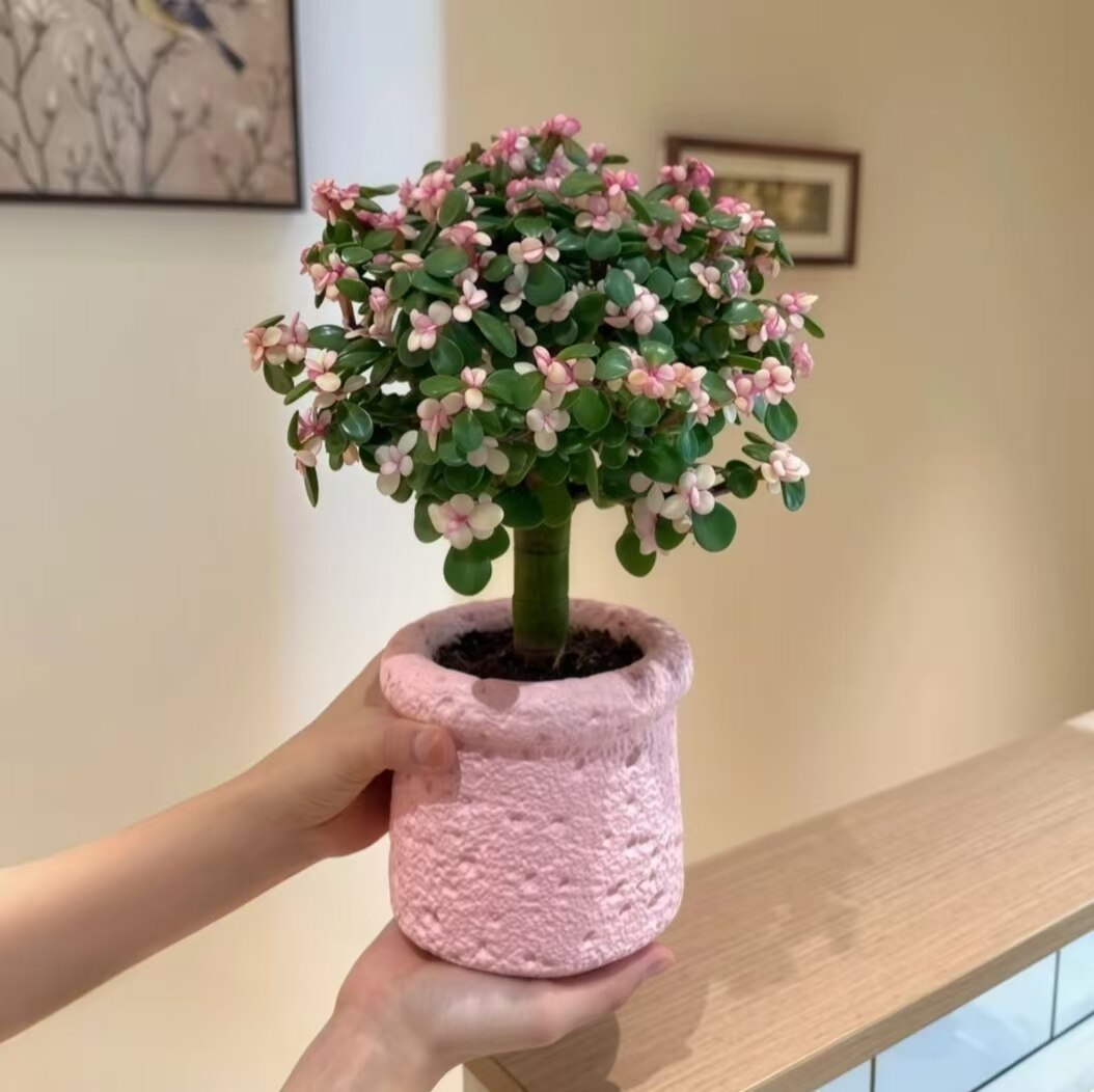 金枝玉叶棒棒糖造型老桩多肉植物四季开花室内阳台绿植花卉盆栽图片
