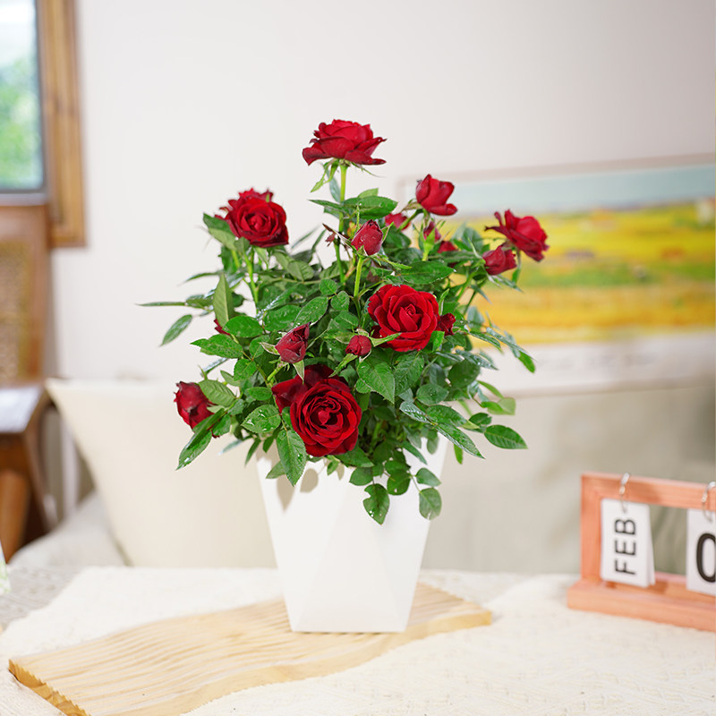 【带花苞发货】红丝绒月季室内外桌面绿植