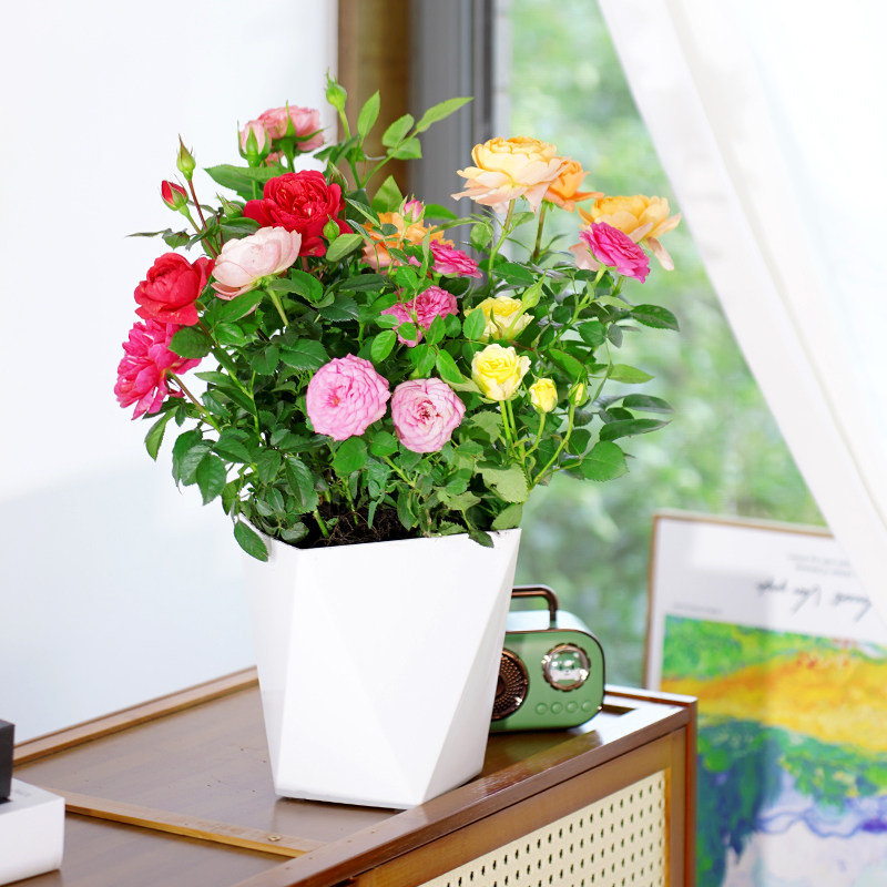 【带花苞发货】混色多彩月季多品桌面绿植