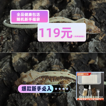 睫角守宫爬宠新手友好饲养指导三包保证视频挑选