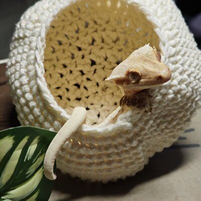 手工钩织毛线窝蜥蜴爬虫窝
