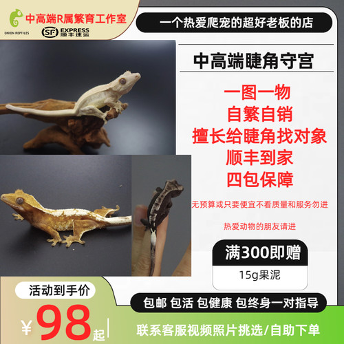 睫角守宫宠物爬宠守宫蜥蜴莉莉缺黄新手友好免费饲养指导三包保证