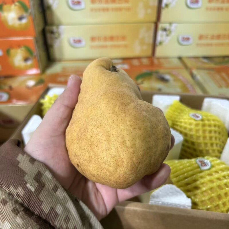 新鲜水果都乐dole金糯丑梨丑萌梨硬果需放软后食用3.2斤礼盒装