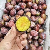 新鲜水果智利进口西梅智利西梅鲜果李子大果5斤礼盒多地顺丰 包邮