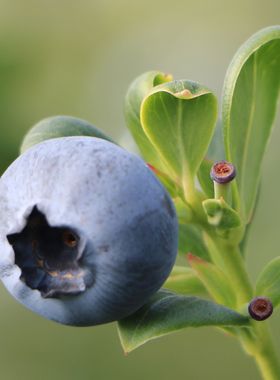 蓝莓花香L25号/精品果云南当季整箱好吃新鲜水果辅食接近纯甜酸大
