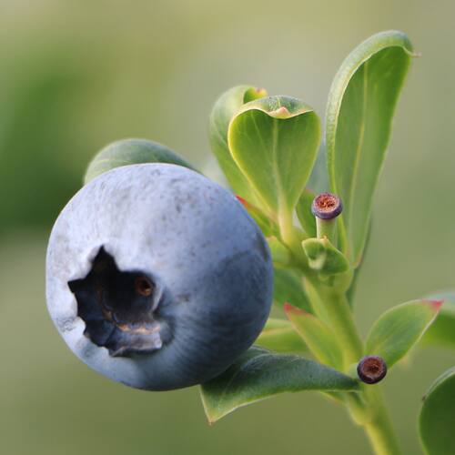 蓝莓花香L25号/精品果云南当季整箱好吃新鲜水果辅食接近纯甜酸大