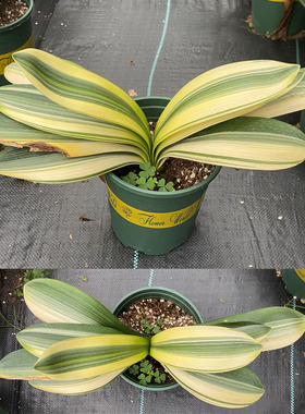 稀有覆轮鸳鸯金丝佛光彩兰花宽叶兰花君子兰盆栽室内客厅高档绿植