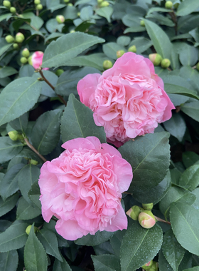 带花苞耐热耐寒香妃茶花盆栽花卉室内外客厅阳台庭院好养净空绿植
