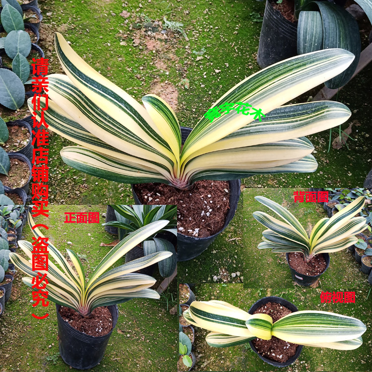 处理兰特价精品金丝圆头短叶彩兰金边佛光君子兰盆栽室内客厅好养