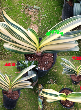 处理兰特价精品金丝圆头短叶彩兰金边佛光君子兰盆栽室内客厅好养