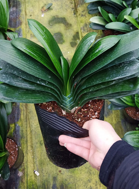 鞍山圆头宽叶元宝君子兰花卉盆栽室内客厅四季易养活绿植特价包邮