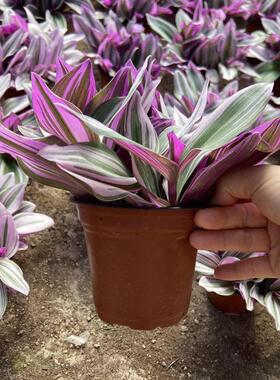 油画婚礼吊兰多肉锦花卉室内阳台桌面绿植盆栽水培可扦插壮苗好养