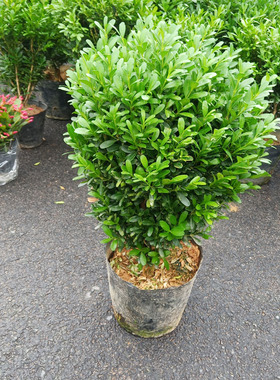 耐寒抗热非常好养瓜子黄杨树苗盆景四季长青庭院客厅篱笆造型绿植