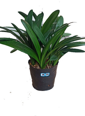 精品多头小群兰一头多生君子兰盆栽室内客厅茶几净化空气绿植花卉