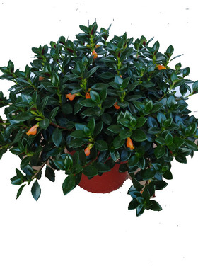 带花苞金鱼花亲嘴鱼草盆栽四季不断开花吸甲醛室内阳台好养多肉绿