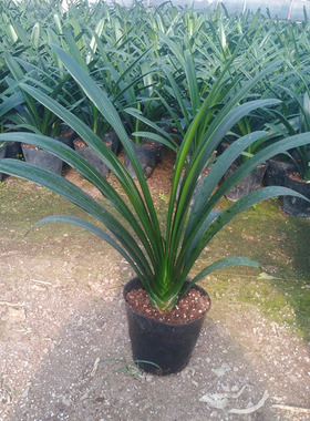 带花苞国兰长叶立板君子兰盆栽大小苗四季高档名贵室内花卉绿植