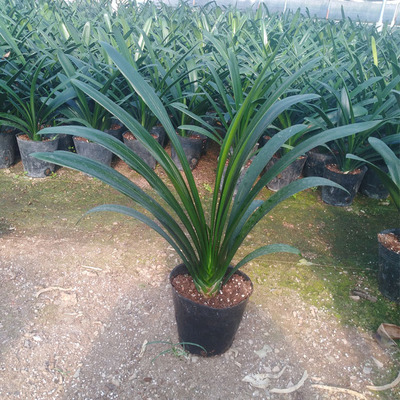 带花苞君子兰客厅室内花卉高档