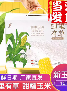 田里有草玉米甜糯玉米早安大苞米玉米新鲜糯玉米粗粮黑玉米非即食