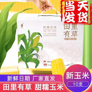 田里有草玉米甜糯玉米早安大苞米玉米新鲜糯玉米粗粮黑玉米非即食