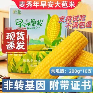 麦秀年早安大苞米10支*200g糯玉米新鲜黄甜糯玉米非转基因黏玉米