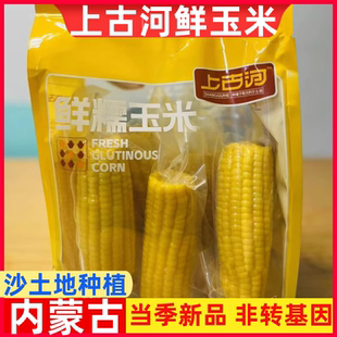 上古河玉米鲜糯玉米新鲜糯玉米新鲜粘玉米棒非早安大苞米孕妇即食