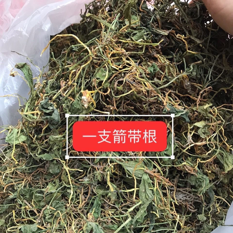 新货云南野生带根一支箭 蛇须草 瓶尔小草 蛇咬子干货正品包邮