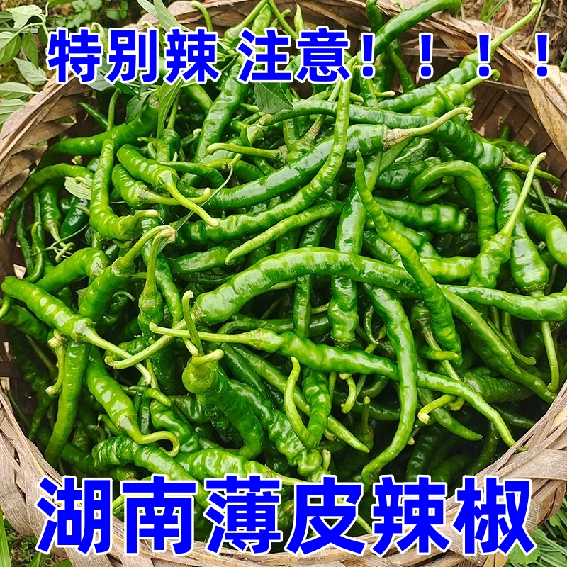 【辣爆了】特辣正宗青椒二荆条现摘现发农家自种本地辣椒新鲜