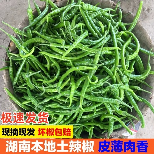 同行来进货湖南特辣正宗青椒二荆条现摘现发农家自种本地辣椒新鲜