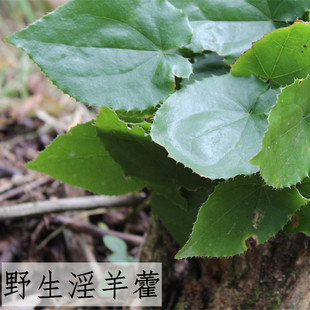 淫羊藿中药材250g包邮叶泡茶男性泡酒羊霍叶另售巴戟天杜仲肉苁蓉