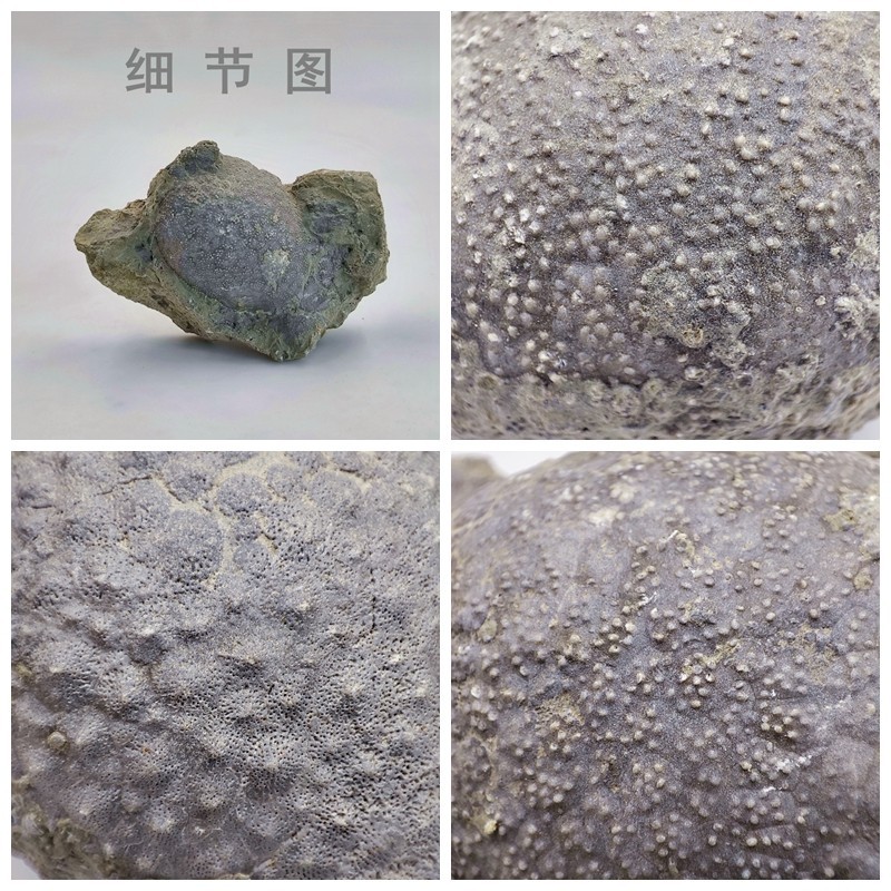 天然泥盆纪海洋生物中华海林檎棘皮动物化石原石地质科普教学标本 饰品/流行首饰/时尚饰品新 摆件 原图主图