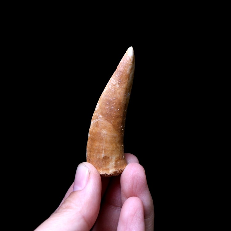 天然摩洛哥古海洋生物鲨鱼矛齿鱼牙齿化石原石头地质科普教学标本