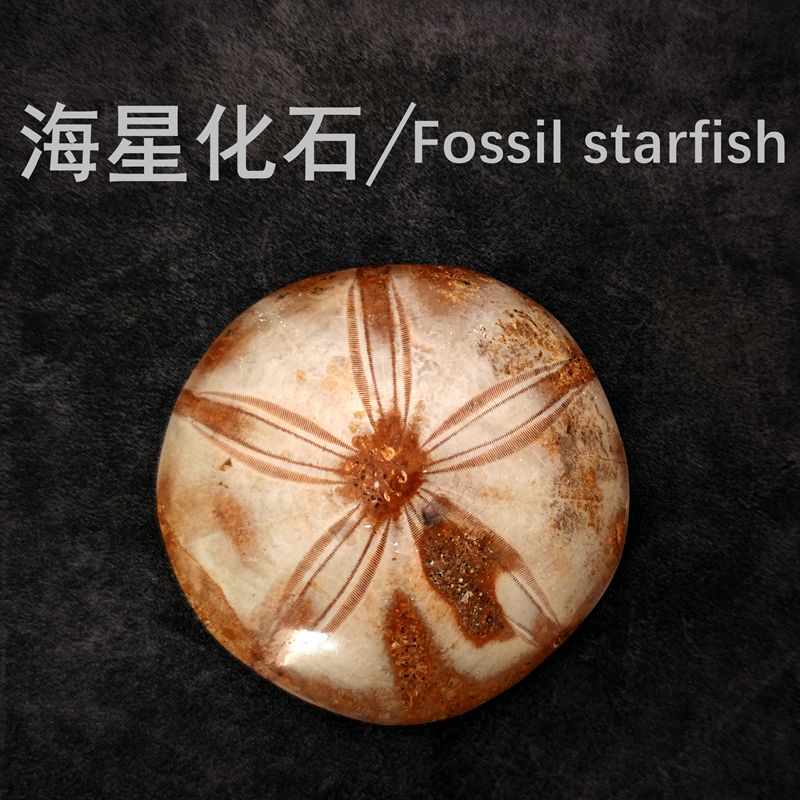 天然海胆化石海胆棘皮动物标本