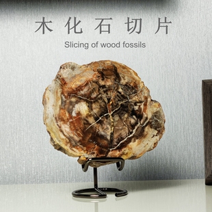 天然古生物树木硅化木树化玉切片植物化石头地质科普教学标本摆件