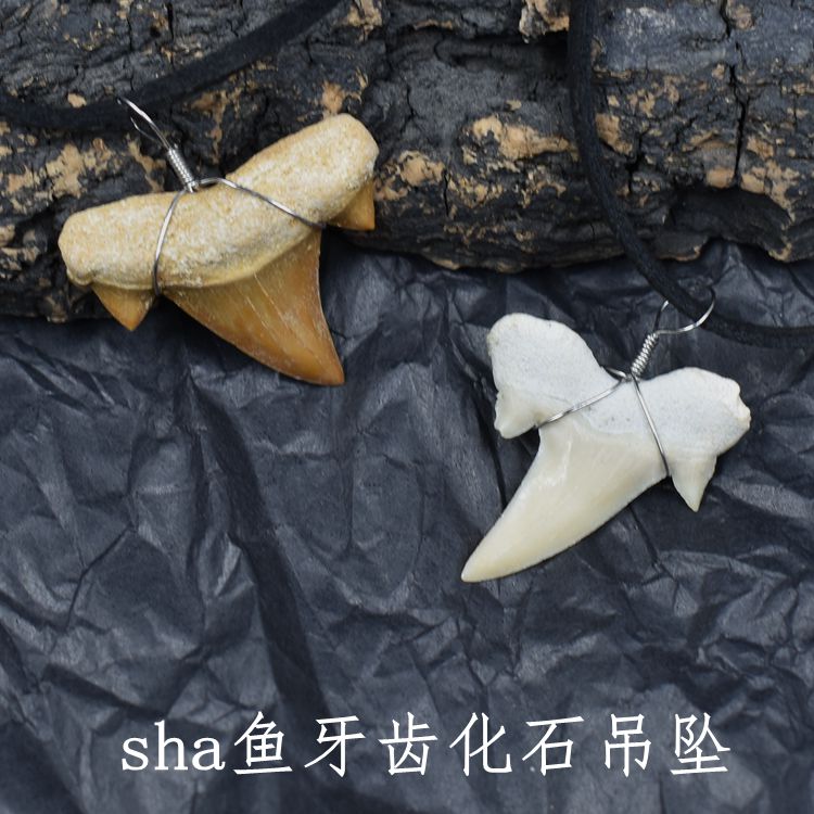 摩洛哥天然耳齿鲨牙齿化石古生物化石鱼齿牙化石教学标本吊坠饰品