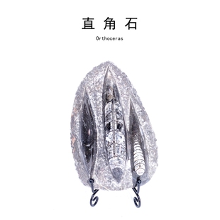 天然摩洛哥直角石化石古海洋奥陶纪化石摆件科普教学标本化石收藏