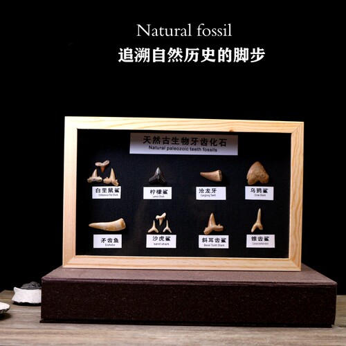 天然摩洛哥鲨鱼沧龙牙齿化石原石