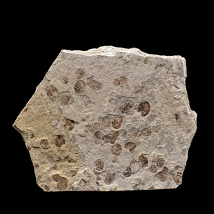 天然内蒙道虎沟侏罗纪介壳动物古生物化石叶肢介地质科普教学标本