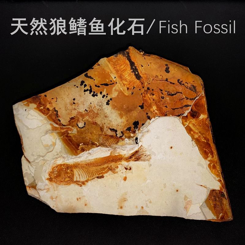 天然辽西白垩纪中华狼鳍鱼古生物化石原石头群鱼地质科普教学标本