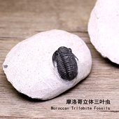 天然海洋生物立体三叶虫节肢动物镜眼虫化石原石地质科普教学标本
