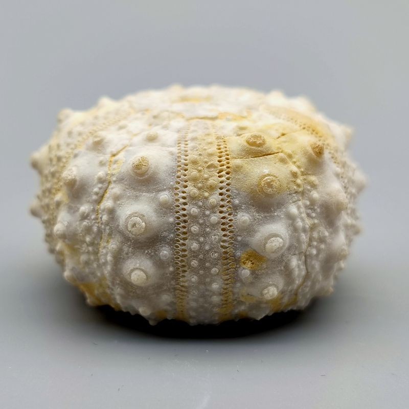 天然海胆棘皮动物化石标本古生物