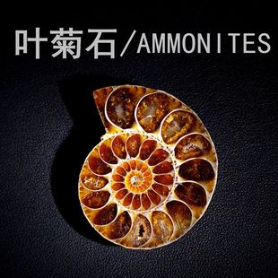 天然马达加斯加古生物斑彩叶螺菊石海螺化石切片地质科普教学标本