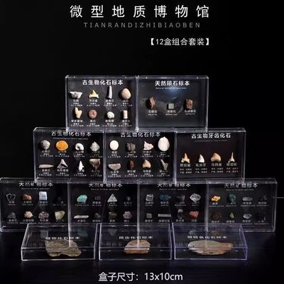 天然古生物化石标本化石原石矿石