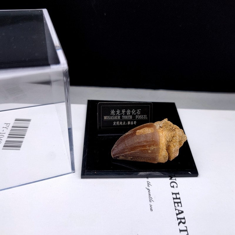 天然摩洛哥海洋古生物沧龙牙齿化石原石地质科普教学标本摆件收藏