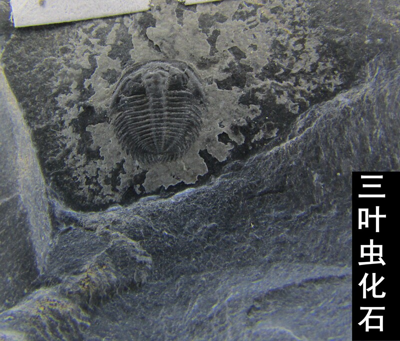 天然张氏虫化石原石三叶虫标本图片