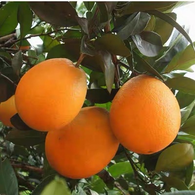 湖南脐橙产地新鲜采摘清甜多汁