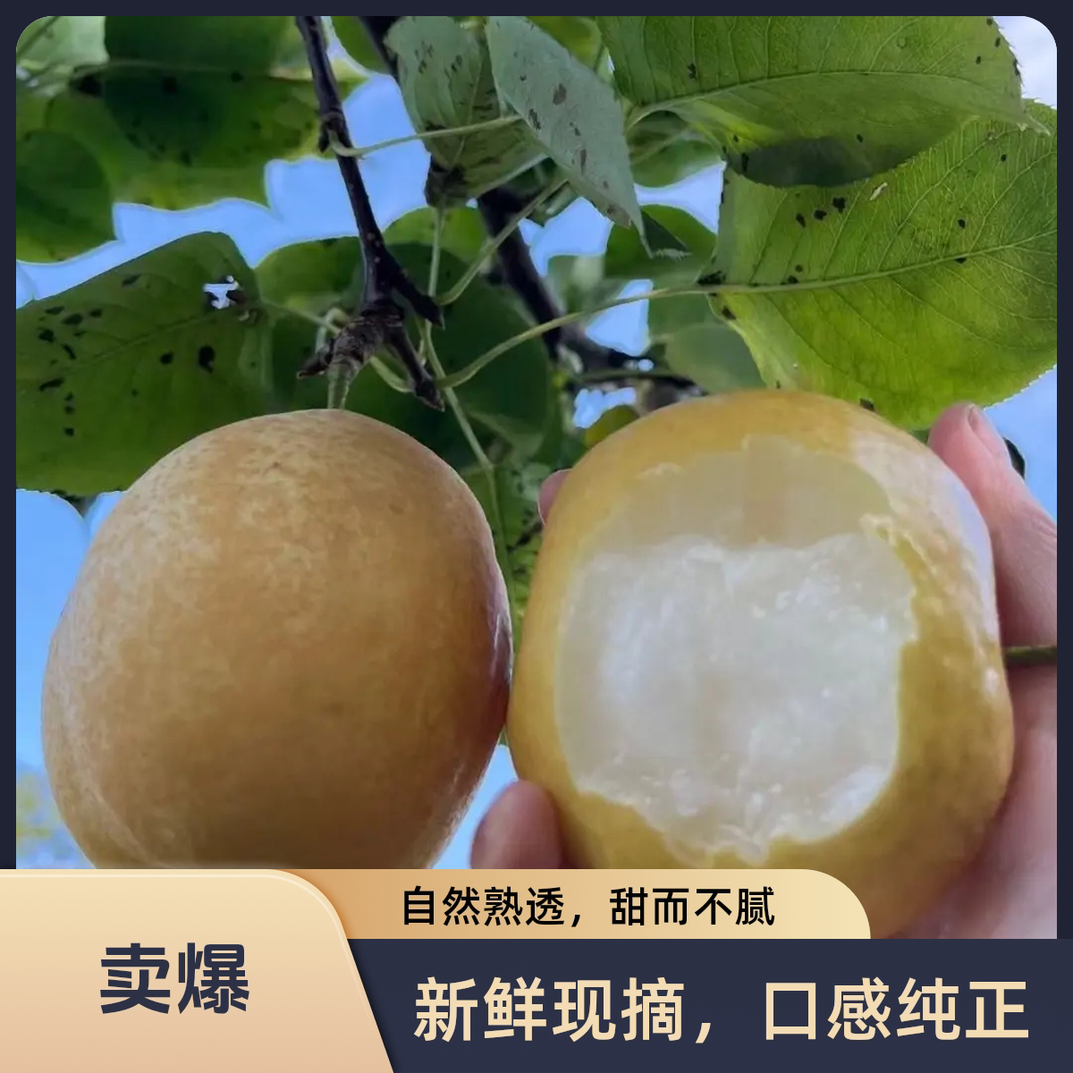 湖南湘西黄金梨子现摘现发脆甜多梨