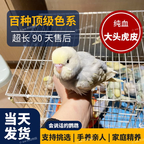 纯手养大头虎皮鹦鹉鹦鹉会说话