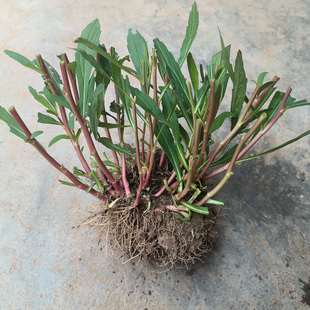 现挖现发马兰头苗子可食用盆栽红梗鲜活包成活带根带原土整墩苗