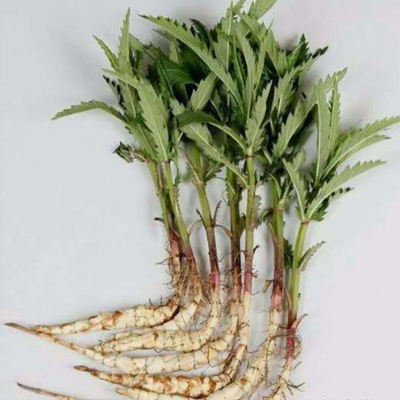 地参带根苗子现挖现发虫草参可种